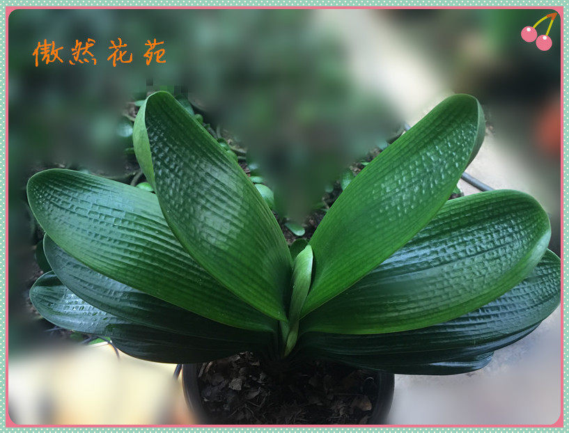 鞍山精品君子兰暴龙 名贵立板油匠麻脸 高档圆头和尚室内绿植盆栽