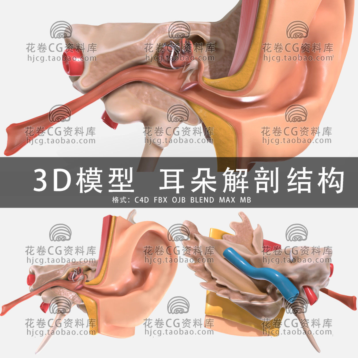 g810-c4d/maya/3dmax三维人体耳朵解剖内部结构横截面 3d模型素材