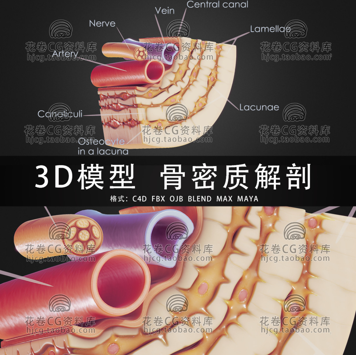 C4D/MAYA/3DMAX三维素材 骨密质解剖医学模型 3D模型素材