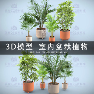 3DMAX三维模型 MAYA 室内盆栽绿植矮琼棕散尾葵棕榈类 C4D G555