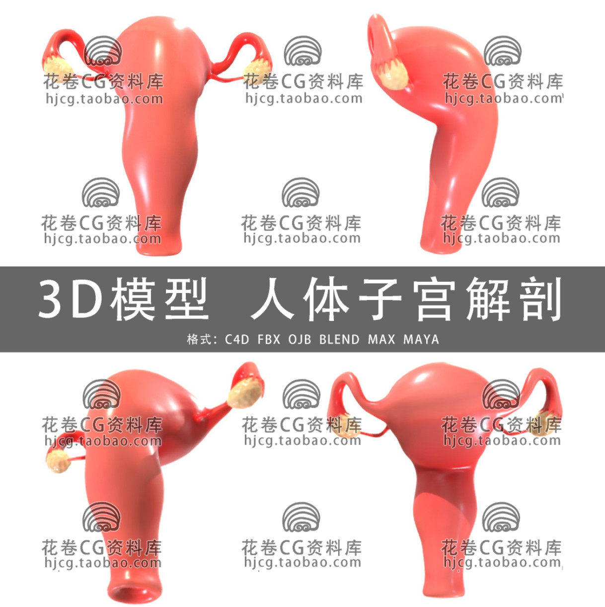 c4d/maya/3dmax三维模型 医学人体子宫解剖 3d模型素材