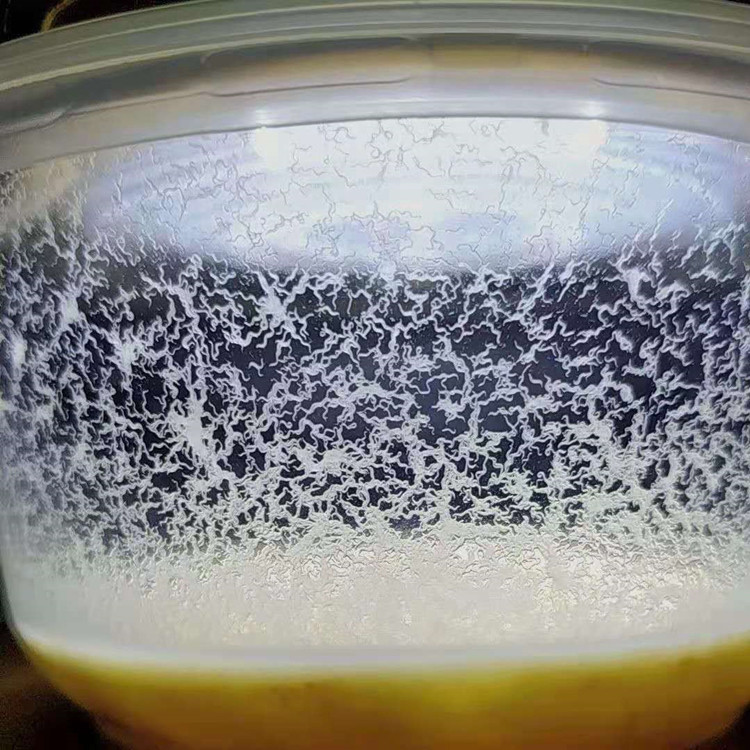 鱼孔雀凤尾鱼苗微虫开口粮