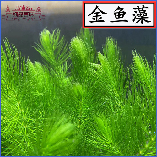 增氧活体水草绿菊鱼缸懒人造景植物金鱼藻阴性后景金鱼草净化水质