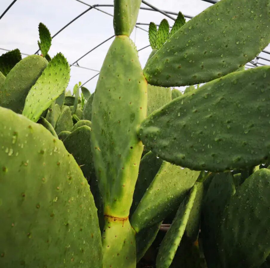 胭脂虫养殖专用米邦塔仙人掌30公分吸甲醛防辐射