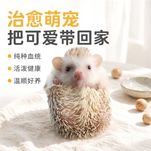 纯种非洲迷你刺猬包活包健康
