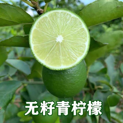 柠檬树苗 泰国塔希提无籽青柠檬苗广东香水柠檬苗嫁接苗