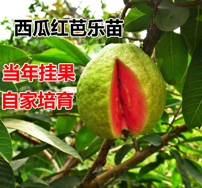 台湾红心嫁接苗番石榴当年挂果