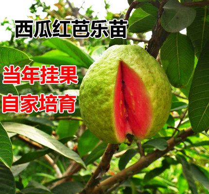 台湾红心番石榴嫁接苗 红宝石番石榴果树西瓜红芭乐树苗当年挂果