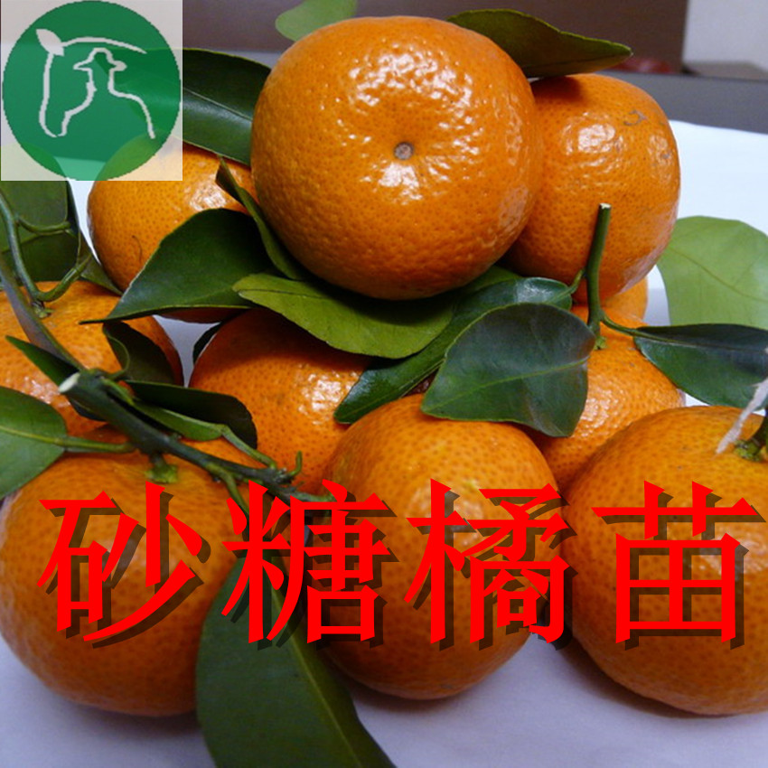 嫁接庭院阳台盆栽沙糖桔苗