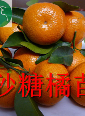 嫁接庭院阳台盆栽沙糖桔苗