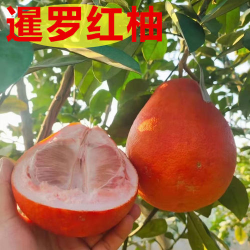 柚子树苗泰国三红柚苗暹罗红柚果树苗南方庭院阳台栽种大苗带土球