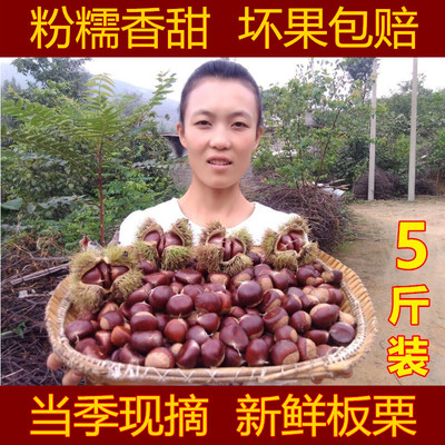 自家新鲜板栗生栗子当季栗子