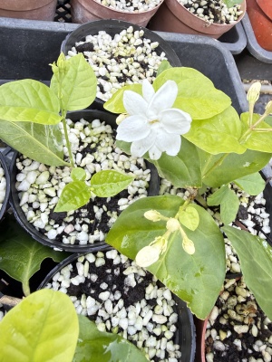 奥尔良少女茉莉花