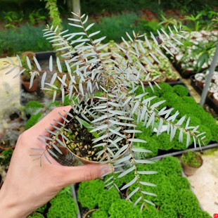 叶上花 野趣山野草 微小型盆景素材盆 奇花异卉银叶百花基地直销