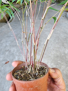 小叶琴丝竹，红竿微型竹