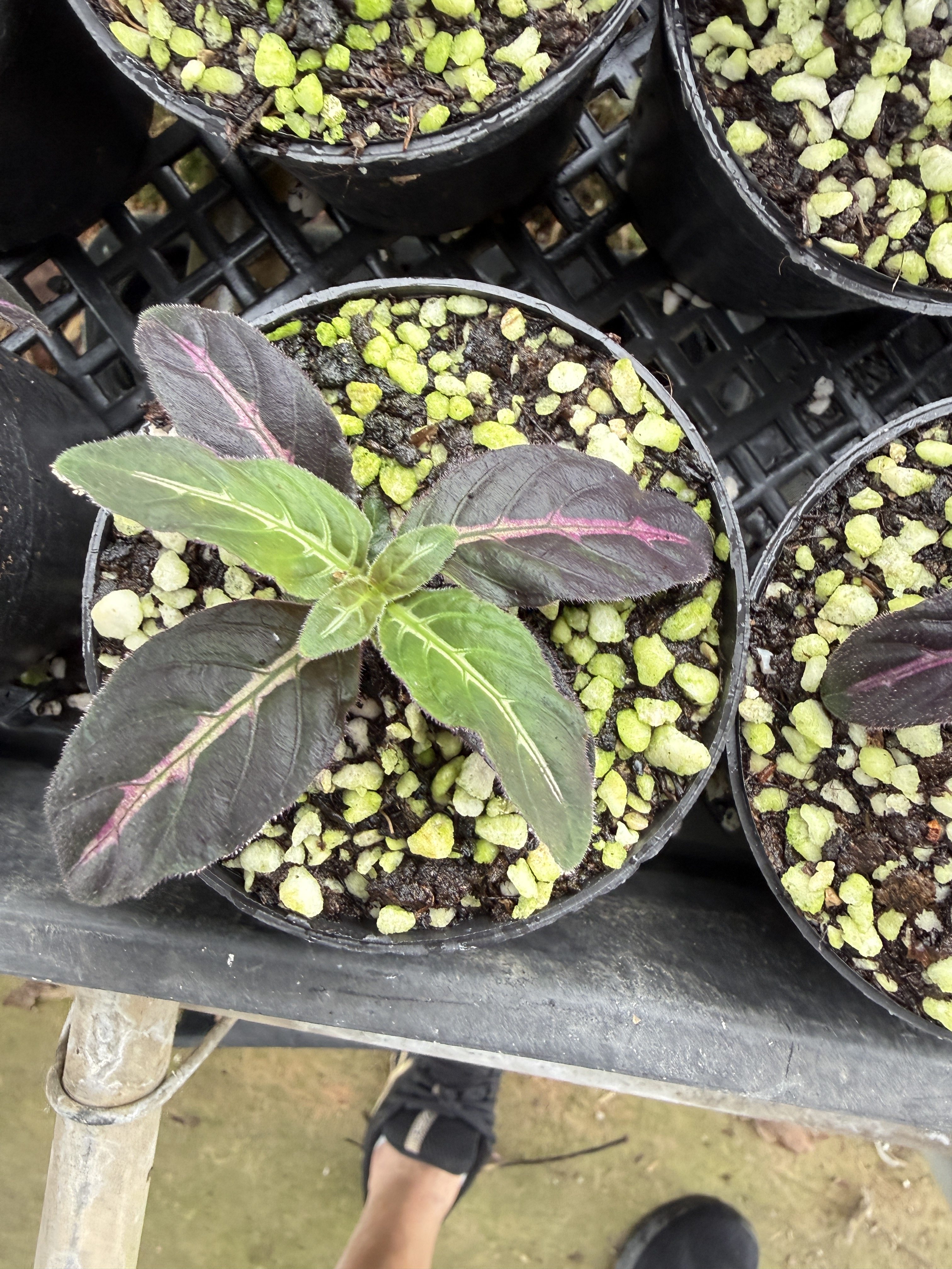 锦芦莉草雨林植物