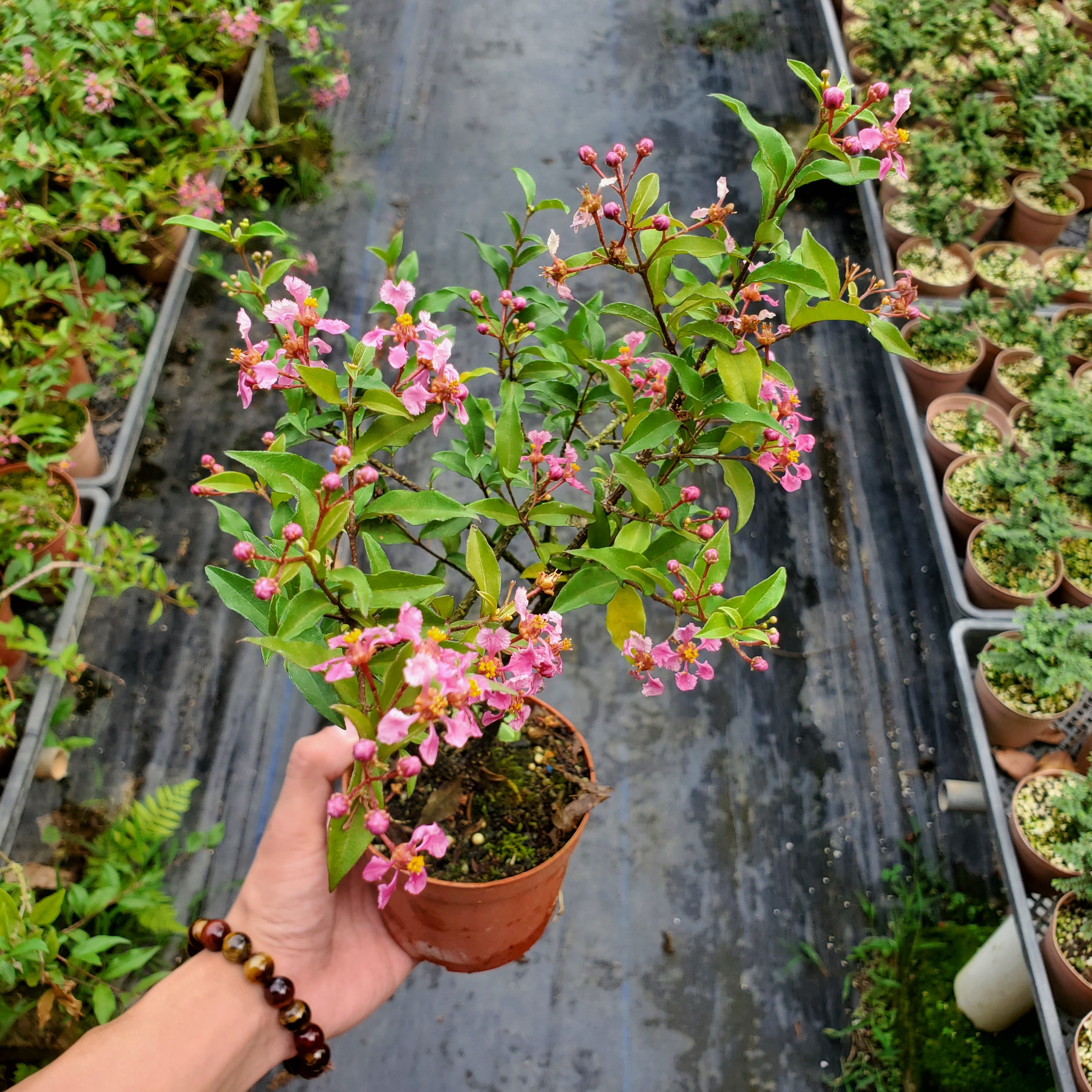 姬樱桃李氏樱桃微小型盆景阳台花卉好养易活香花植物赏花赏果赏根