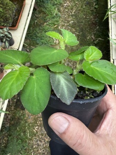 赛尔玛秋海棠,雨林缸植物