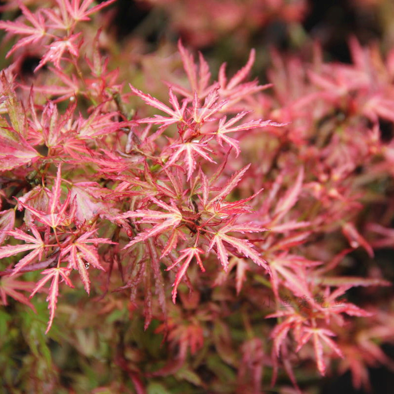 粉矮人粉红色的威尔逊矮人枫树Acer palmatum Wilsons pink dwarf