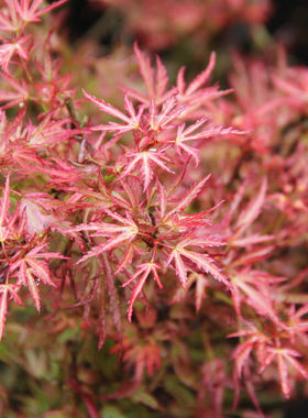 粉矮人粉红色的威尔逊矮人枫树Acer palmatum Wilsons pink dwarf
