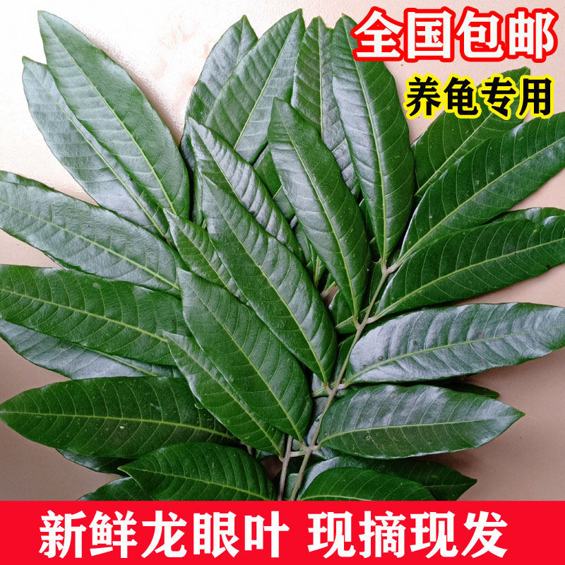 新鲜龙眼叶龟缸泡水调节酸碱图片