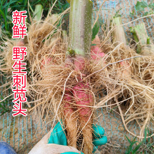 野刺苋根带刺汉菜根 新鲜红刺苋根刺菜根红梗刺笕菜苋菜头马齿苋