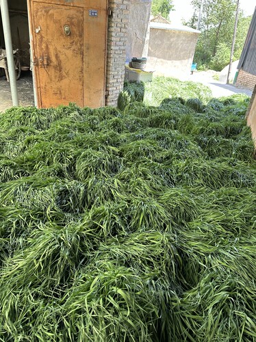 超能兔营养调理肠道宠物补充剂