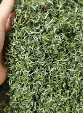 2026保康新茶芽毛尖绿茶250g