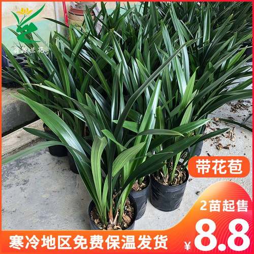 带花苞兰花苗 墨兰企黑 名贵品种室内四季好养兰草盆栽浓香型花卉