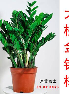 金钱树盆栽植物室内好养客厅