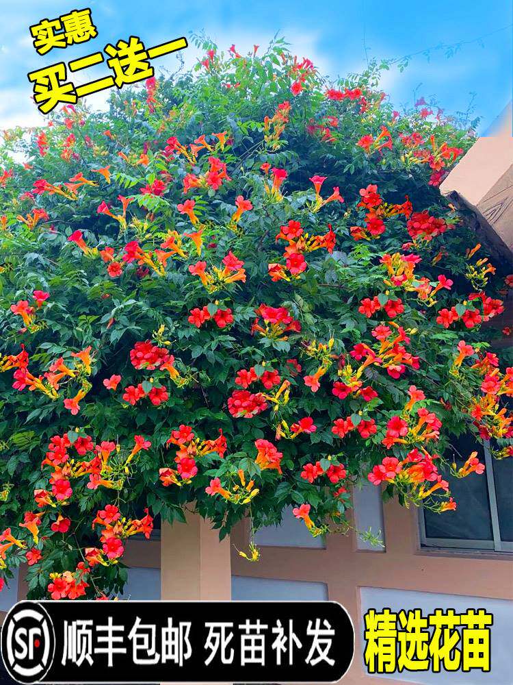 凌霄花苗盆栽四季爬墙藤本植物美国炮仗大花浓香庭院阳台老桩树苗