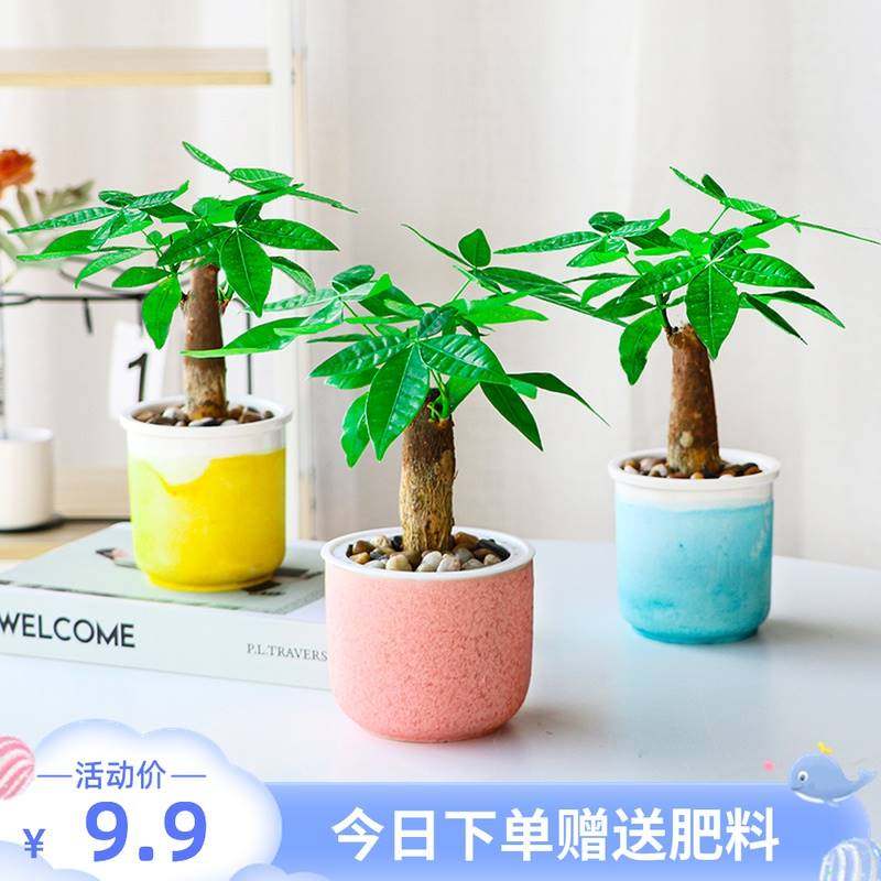 发财树盆栽植物陶瓷室内水培花卉土养四季常青小盆景客厅摇钱绿植,鲜花速递/花卉仿真/绿植园艺,绿植,淘宝优惠券,粉丝福利购,淘宝优惠卷