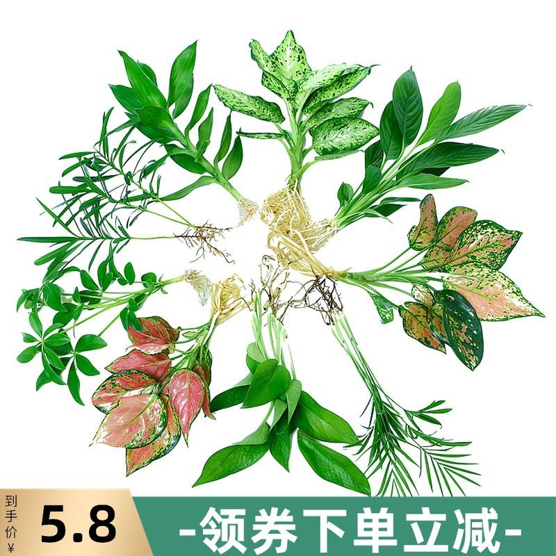 水养植物红掌室内罗汉松花卉绿植竹芋水生袖珍椰子桌面小植物盆栽