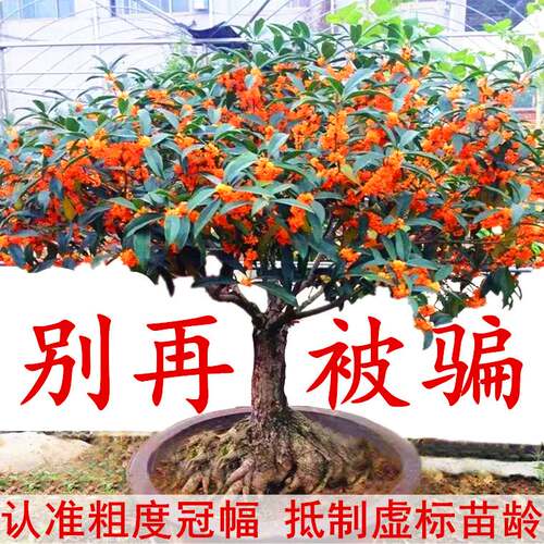 嫁接桂花盆栽盆景地栽桂花树苗四季桂金桂丹桂阳台庭院浓香型花卉