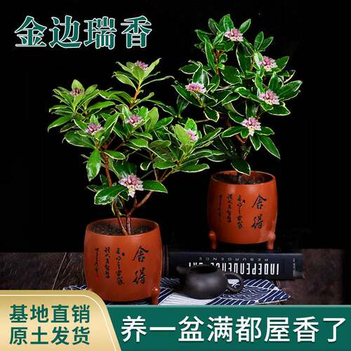 金边瑞香盆栽老桩耐寒植物浓香型大苗带花苞室内观花净化空气花卉