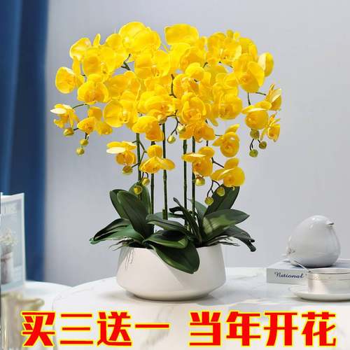 四季蝴蝶兰花苗盆栽室内阳台