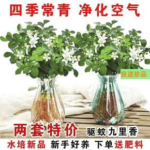 。室内外9里香花九里香水培老桩七里香四季常青好养活带花苞小绿
