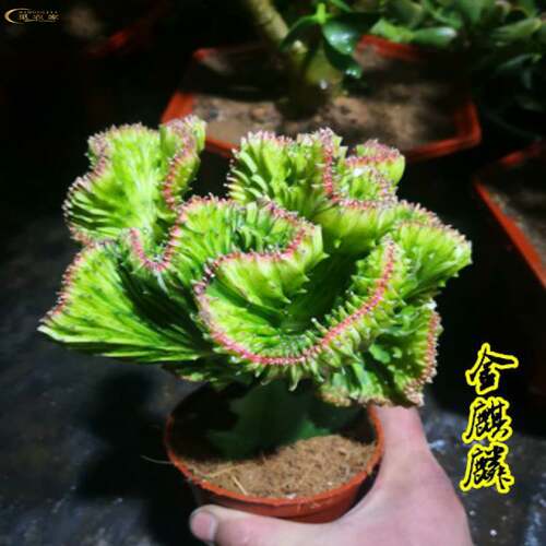 盆栽金麒麟 好养绿植花卉 彩春风 多肉防辐射植物