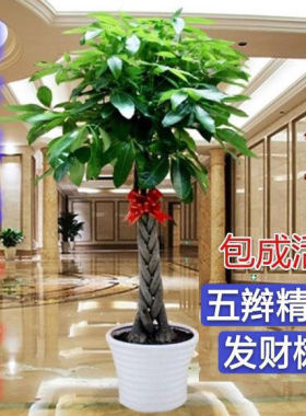 招财树摇钱树花苗客厅大型绿植