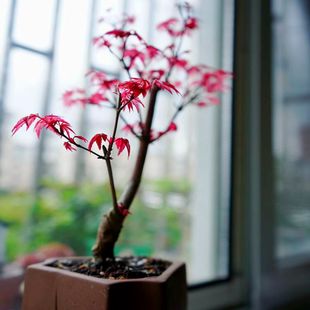 日本红枫盆景红舞姬盆栽老桩四季红枫树苗黄金枫室内阳台庭院植物