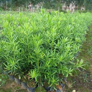 罗汉松小苗 雀舌罗汉松苗 庭院阳台地栽盆栽盆景花卉绿植绿化树苗