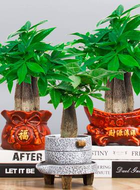 发财树小盆栽室内花卉绿