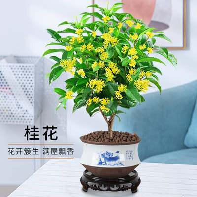 桂花盆栽树苗室内花卉植物办公开花浓香绿植四季好养易活客厅盆景