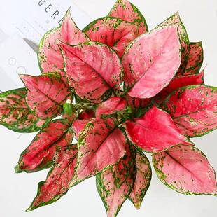 如意皇后花盆栽吉利红万年红火植物室内绿植花卉彩色四季观叶盆景