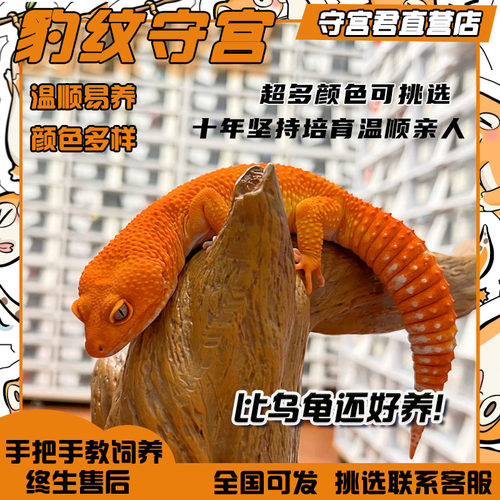 温顺亲人包活30天免费手把手教学