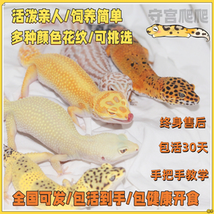 豹纹守宫蜥蜴宠物活物网红同款新手入门温顺小型爬宠懒人挑选幼苗