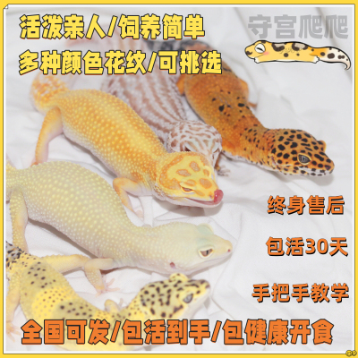温顺亲人包活30天免费手把手教学