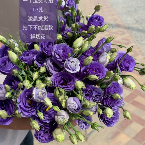 尖角深紫桔梗4拼 不包邮