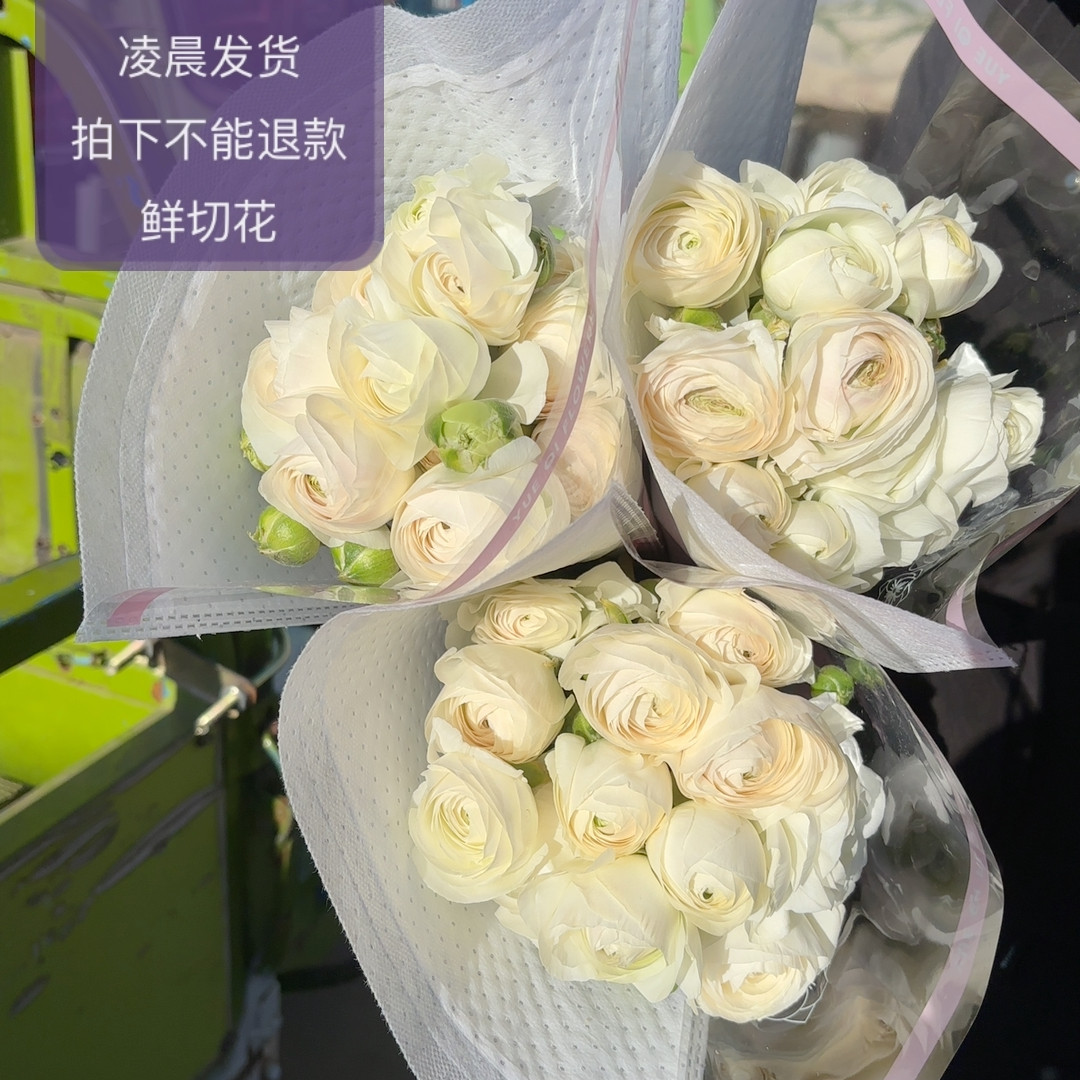 高山雪10支 不包邮,鲜花速递/花卉仿真/绿植园艺,周期订阅鲜花,淘宝优惠券,粉丝福利购,淘宝优惠卷