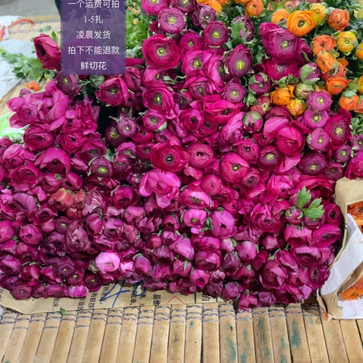 玫红色洋牡丹 不包邮
